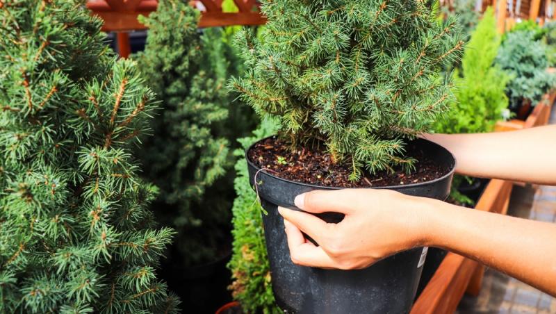 Au apărut brazii naturali în magazinele din țară. Cât costă și cum se aleg, de fapt