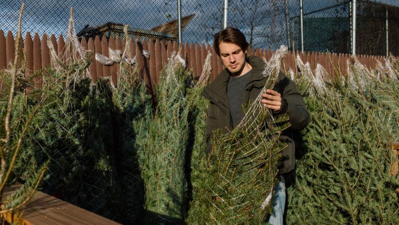 Au apărut brazii naturali în magazinele din țară. Cât costă și cum se aleg, de fapt