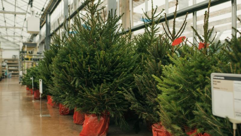 Au apărut brazii naturali în magazinele din țară. Cât costă și cum se aleg, de fapt