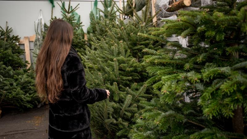 Au apărut brazii naturali în magazinele din țară. Cât costă și cum se aleg, de fapt