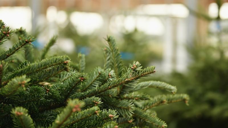 Au apărut brazii naturali în magazinele din țară. Cât costă și cum se aleg, de fapt