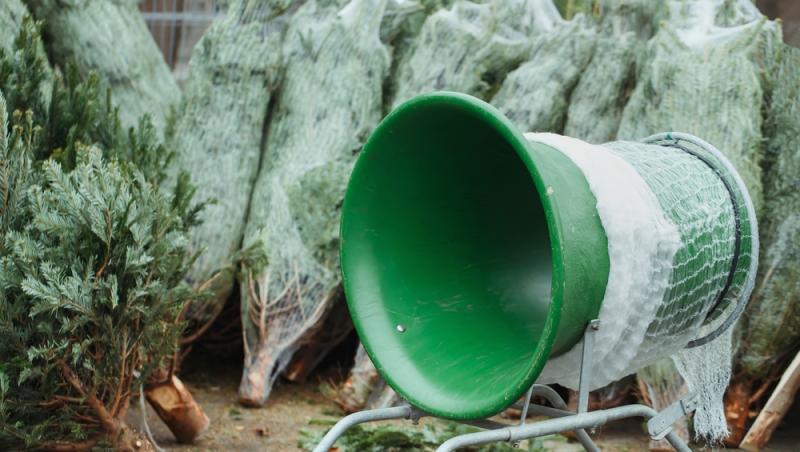 Au apărut brazii naturali în magazinele din țară. Cât costă și cum se aleg, de fapt