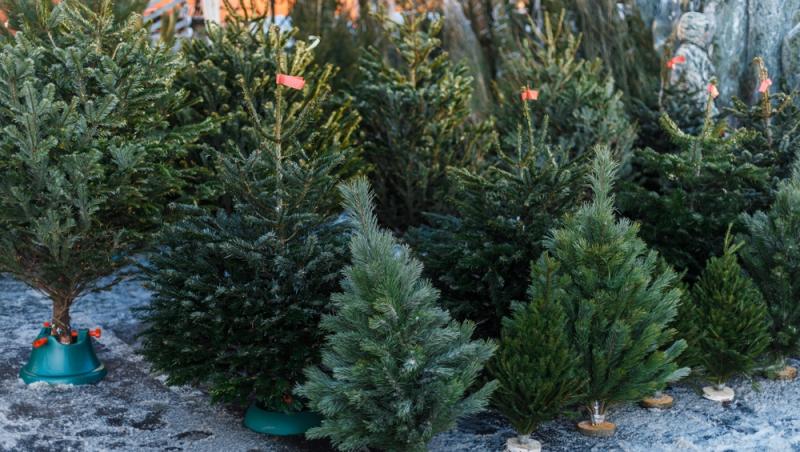 Au apărut brazii naturali în magazinele din țară. Cât costă și cum se aleg, de fapt