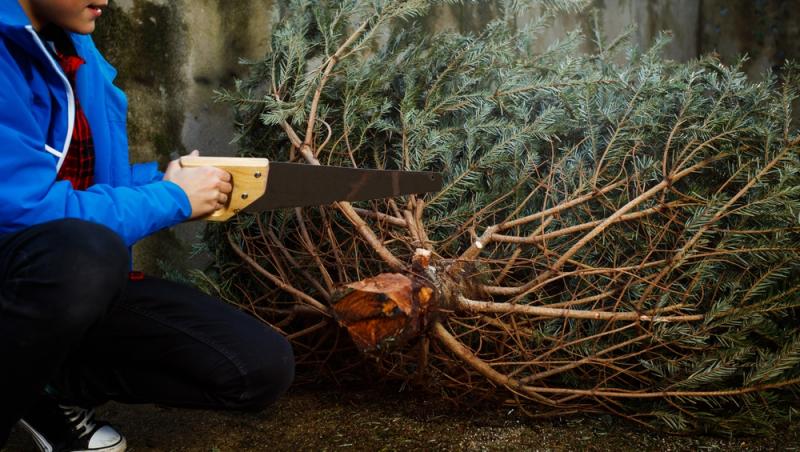 Au apărut brazii naturali în magazinele din țară. Cât costă și cum se aleg, de fapt