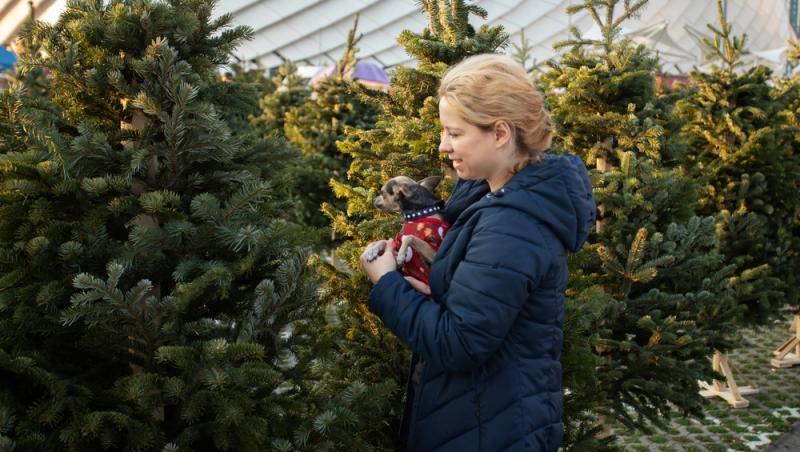 Au apărut brazii naturali în magazinele din țară. Cât costă și cum se aleg, de fapt
