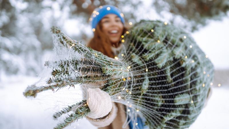 Au apărut brazii naturali în magazinele din țară. Cât costă și cum se aleg, de fapt