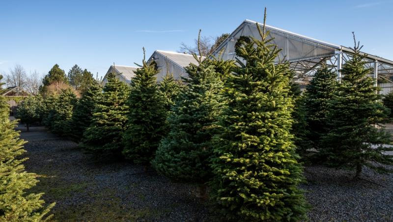 Au apărut brazii naturali în magazinele din țară. Cât costă și cum se aleg, de fapt