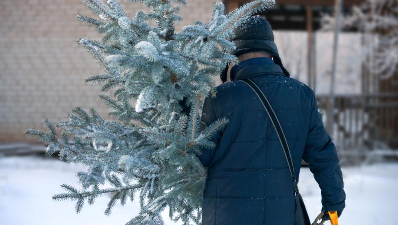 Au apărut brazii naturali în magazinele din țară. Cât costă și cum se aleg, de fapt