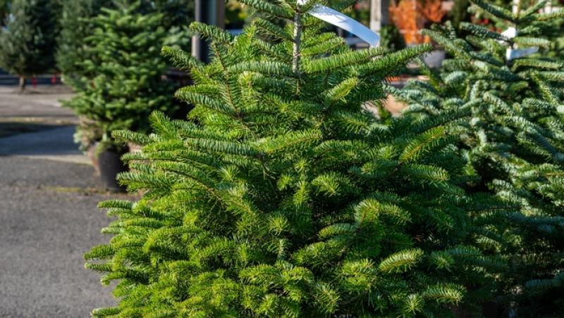 Au apărut brazii naturali în magazinele din țară. Cât costă și cum se aleg, de fapt