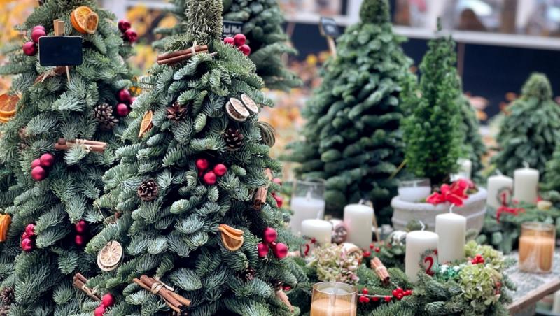 Au apărut brazii naturali în magazinele din țară. Cât costă și cum se aleg, de fapt