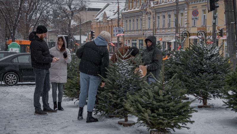 Au apărut brazii naturali în magazinele din țară. Cât costă și cum se aleg, de fapt