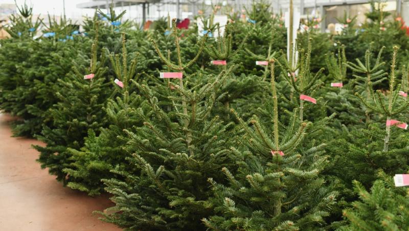 Au apărut brazii naturali în magazinele din țară. Cât costă și cum se aleg, de fapt