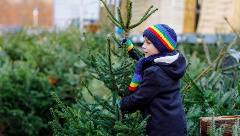 Au apărut brazii naturali în magazinele din țară. Cât costă și cum se aleg, de fapt