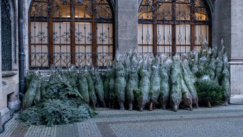 Au apărut brazii naturali în magazinele din țară. Cât costă și cum se aleg, de fapt