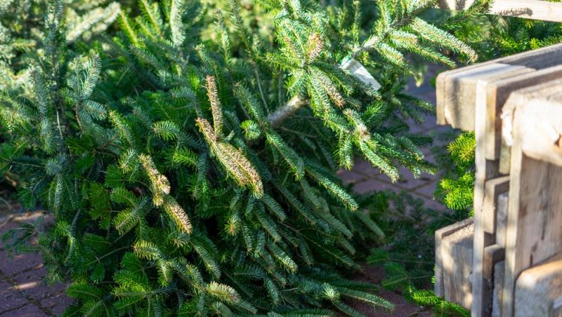 Au apărut brazii naturali în magazinele din țară. Cât costă și cum se aleg, de fapt