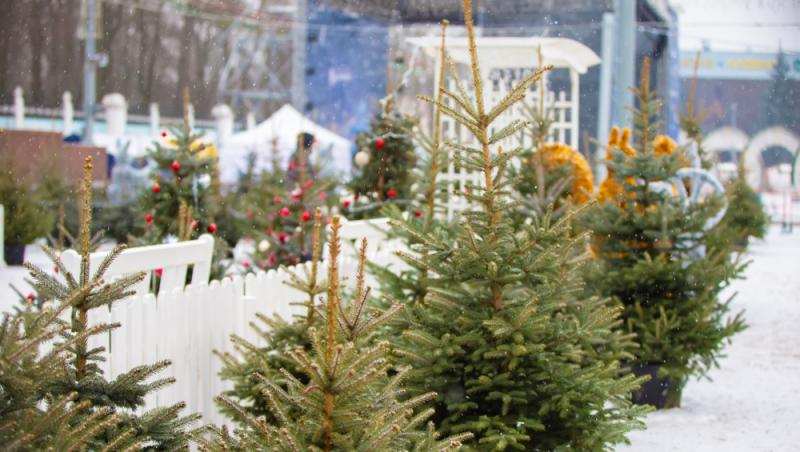 Au apărut brazii naturali în magazinele din țară. Cât costă și cum se aleg, de fapt