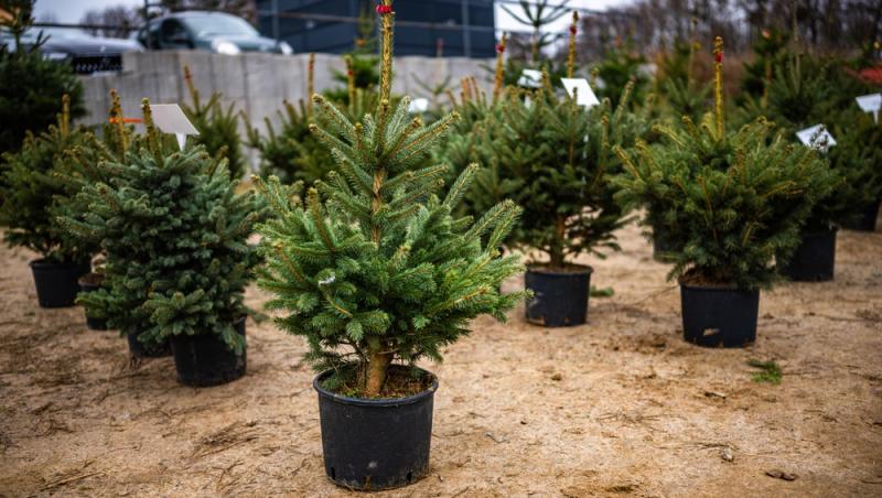 Au apărut brazii naturali în magazinele din țară. Cât costă și cum se aleg, de fapt