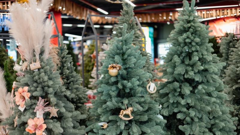 Au apărut brazii naturali în magazinele din țară. Cât costă și cum se aleg, de fapt