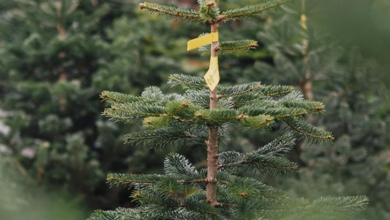 Au apărut brazii naturali în magazinele din țară. Cât costă și cum se aleg, de fapt