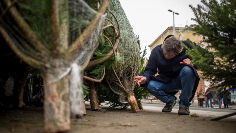 Au apărut brazii naturali în magazinele din țară. Cât costă și cum se aleg, de fapt