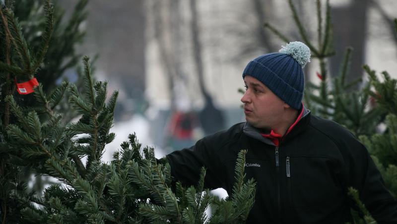 Au apărut brazii naturali în magazinele din țară. Cât costă și cum se aleg, de fapt