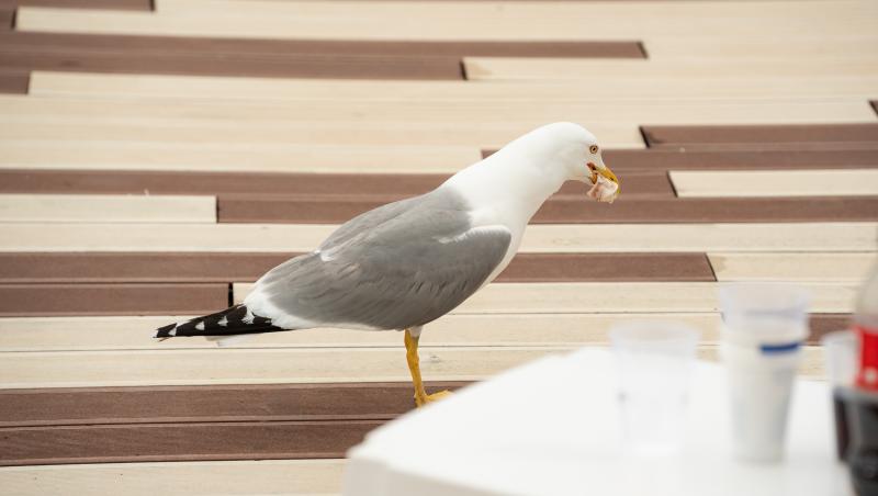 Chefi la cuțite, 23 noiembrie 2025. Ce s-a întâmplat în toată ediția și ce au gătit concurenții. Ce povești de viață au unii