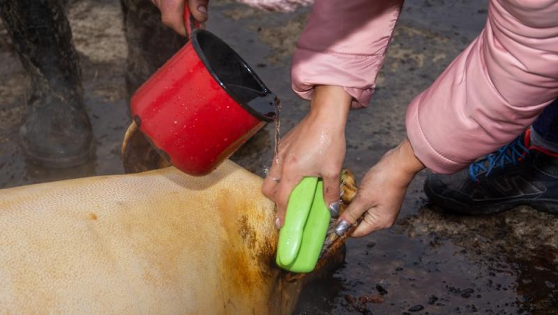 Este bine sau nu să bagi carnea proaspătă imediat la congelator. Ce recomandă Chef Ștefan Popescu