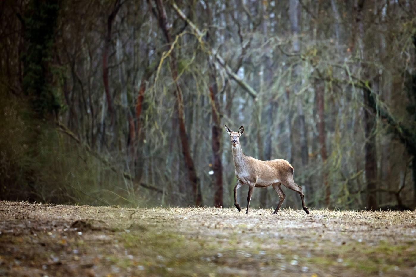 Iluzie optică virală! Găsește căprioara din pădure în cel mult 15 secunde. Unde se află animalul, de fapt