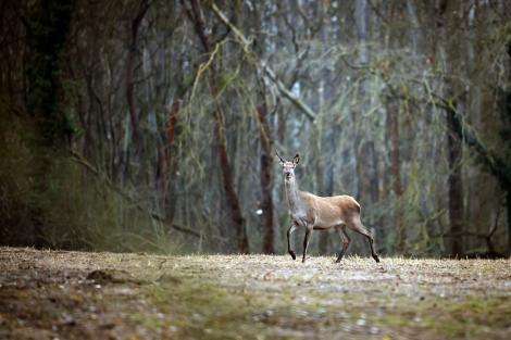 Iluzie optică virală! Găsește căprioara din pădure în cel mult 15 secunde. Unde se află animalul, de fapt