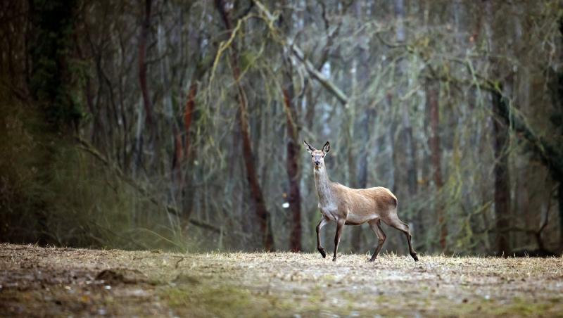 Iluzie optică virală! Găsește căprioara din pădure în cel mult 15 secunde. Unde se află animalul, de fapt