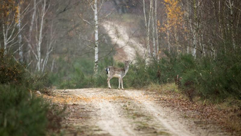Iluzie optică virală! Găsește căprioara din pădure în cel mult 15 secunde. Unde se află animalul, de fapt