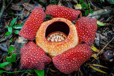 Floarea care a făcut experții să plângă cu descoperirea ei. Unde s-a ascuns specimenul extrem de rar