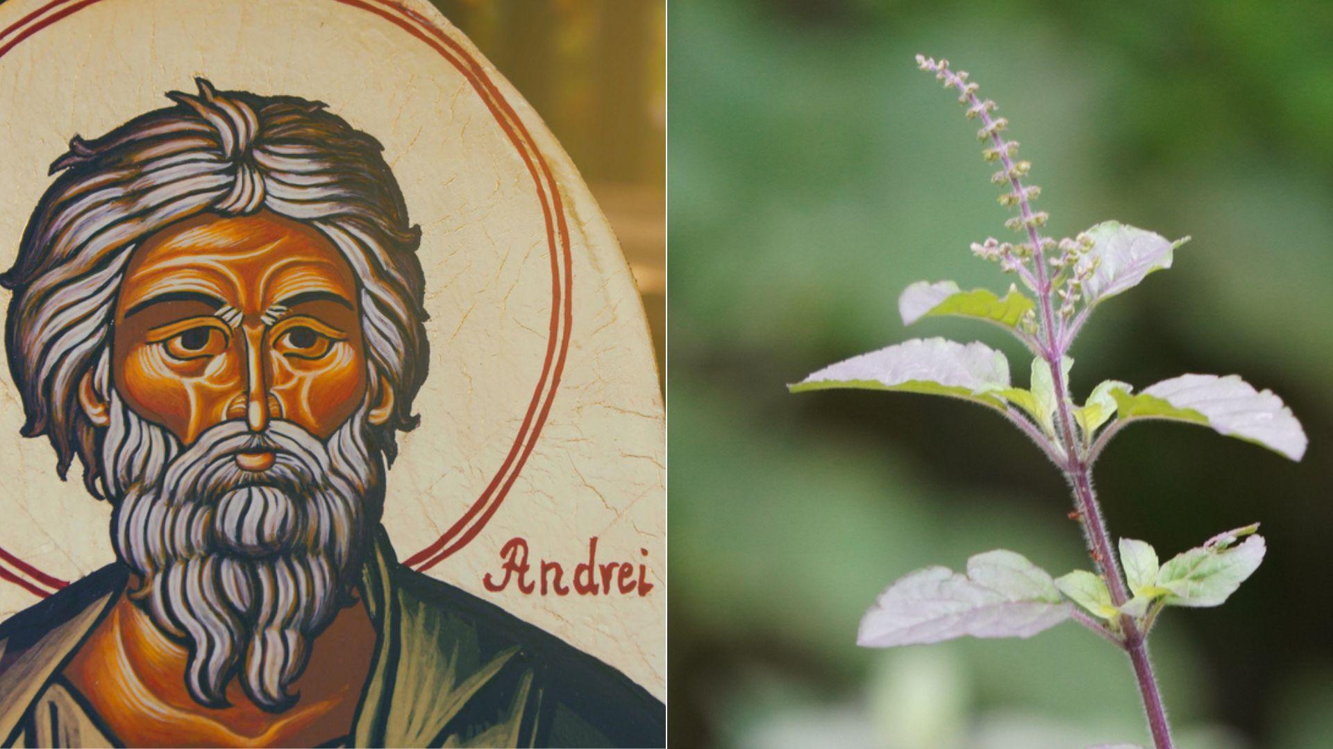 Ce să faci cu busuiocul folosit &icirc;n noaptea de Sf&acirc;ntul Andrei. Obiceiul pe care trebuie să &icirc;l respecți pentru a avea noroc