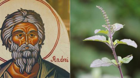 Ce să faci cu busuiocul folosit în noaptea de Sfântul Andrei. Obiceiul pe care trebuie să îl respecți pentru a avea noroc