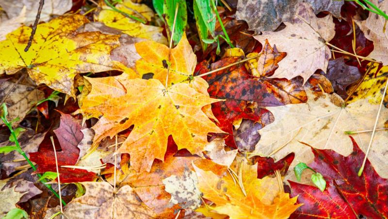 frunze de toamna colorate