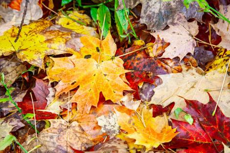 Iluzie optică! Mama și-a „pierdut” fiica printre frunze! Găsește fetița ascunsă în cel mult 15 secunde. Unde se află