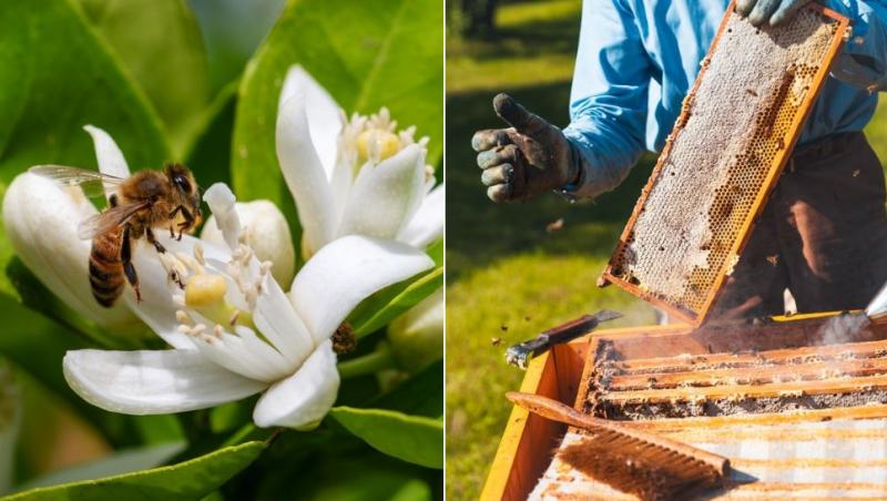 colaj albină pe o floare de portocal, apicultor la un stup
