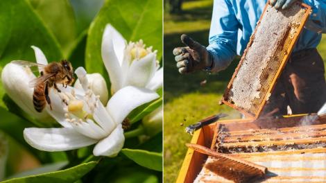 Mierea albastră: cum este obținută. Ce beneficii are acest superaliment