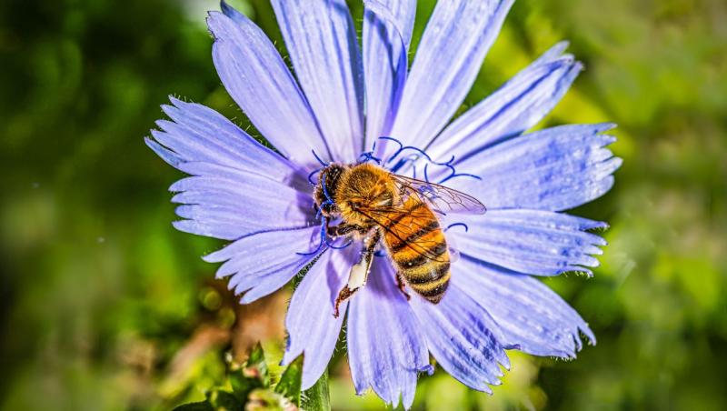 Mierea albastră: cum este obținută. Ce beneficii are acest superaliment