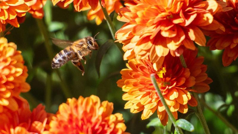 Mierea albastră: cum este obținută. Ce beneficii are acest superaliment