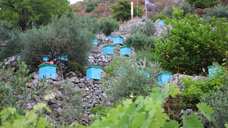 Mierea albastră: cum este obținută. Ce beneficii are acest superaliment