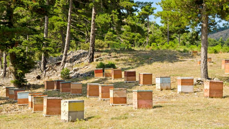 Mierea albastră: cum este obținută. Ce beneficii are acest superaliment