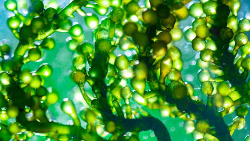 Mierea albastră: cum este obținută. Ce beneficii are acest superaliment