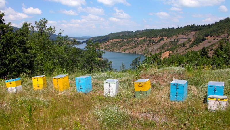 Mierea albastră: cum este obținută. Ce beneficii are acest superaliment