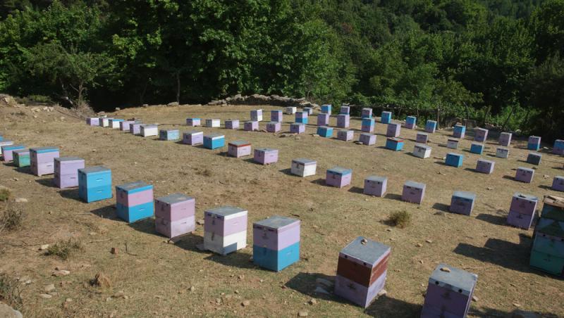 Mierea albastră: cum este obținută. Ce beneficii are acest superaliment