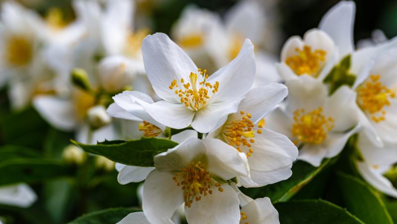 Mierea albastră: cum este obținută. Ce beneficii are acest superaliment