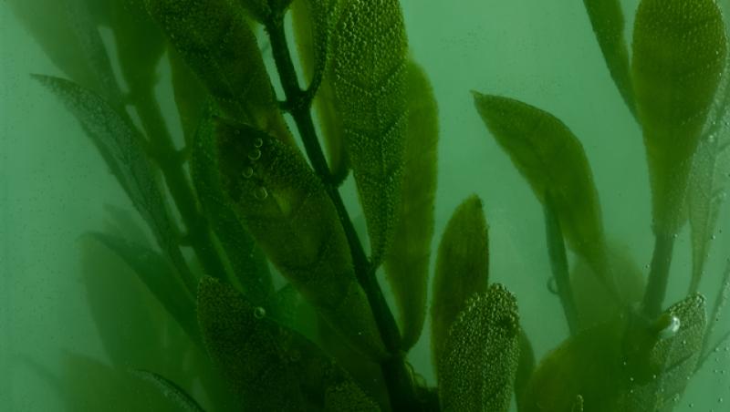 Mierea albastră: cum este obținută. Ce beneficii are acest superaliment