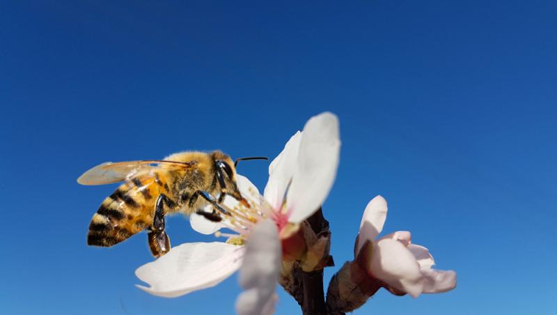 Mierea albastră: cum este obținută. Ce beneficii are acest superaliment