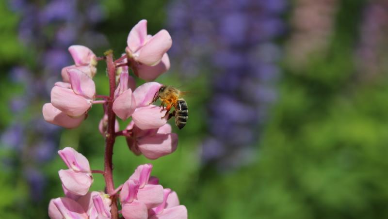 Mierea albastră: cum este obținută. Ce beneficii are acest superaliment