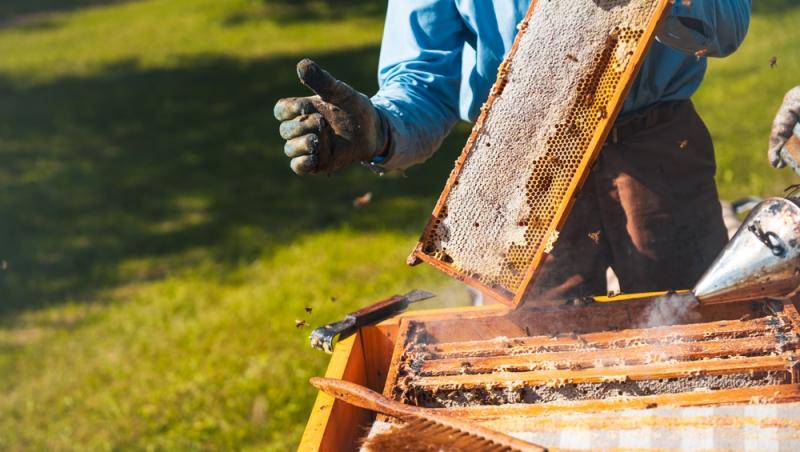 Mierea albastră: cum este obținută. Ce beneficii are acest superaliment